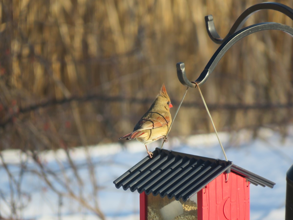 Northern Cardinal - ML650306713