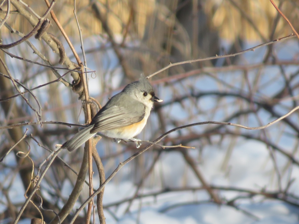 Tufted Titmouse - ML650306738