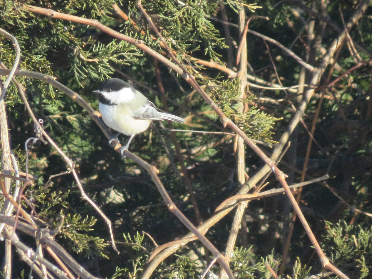 Black-capped Chickadee - ML650306765