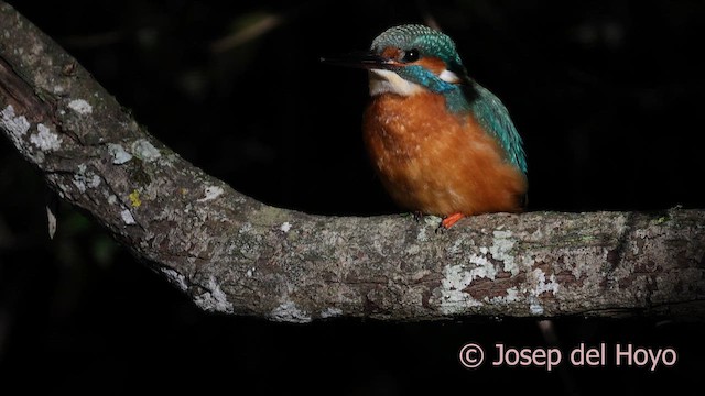 Common Kingfisher - ML650306837