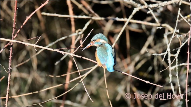 Common Kingfisher - ML650307270