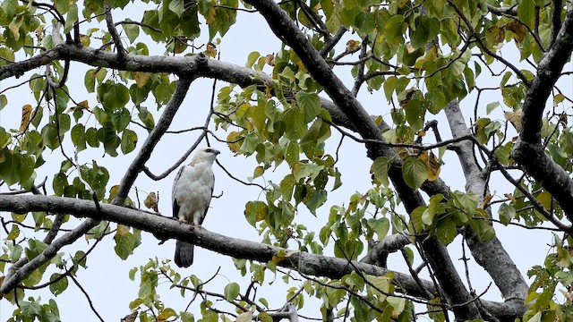 Changeable Hawk-Eagle - ML650307881