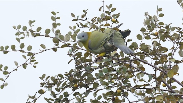 Yellow-footed Green-Pigeon - ML650308500