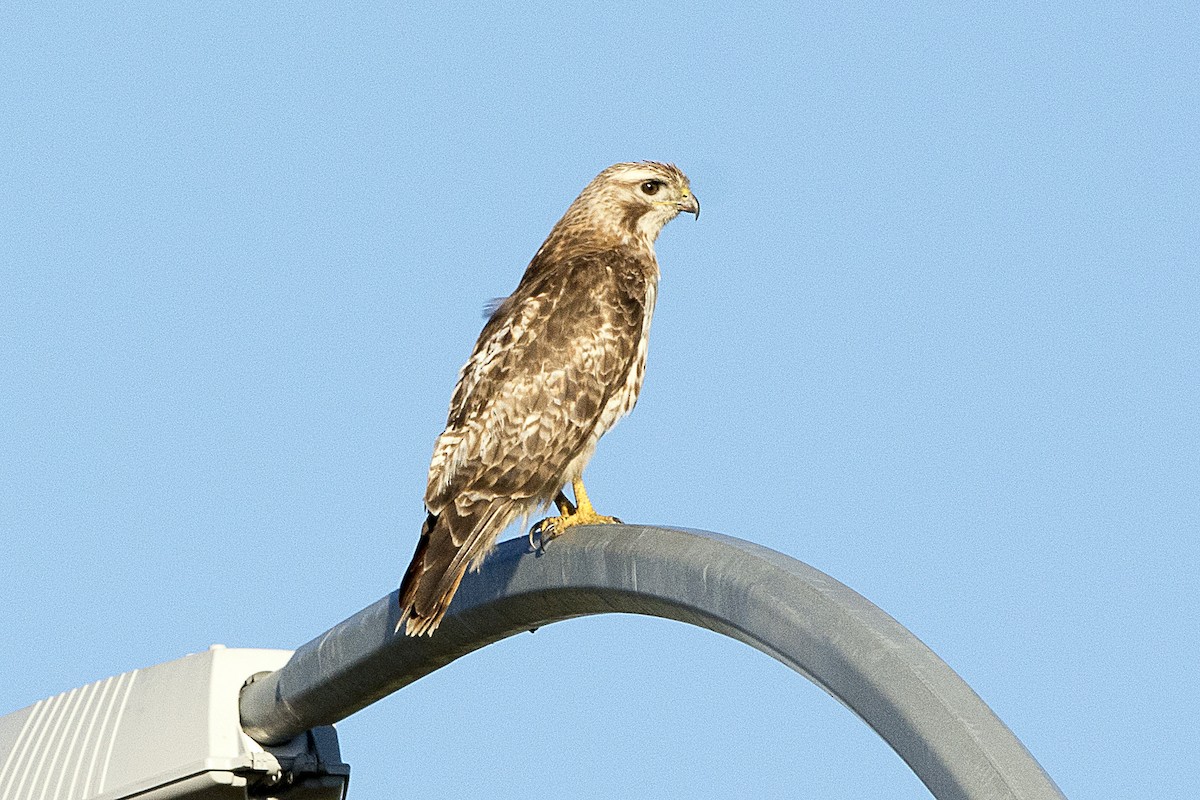Red-tailed Hawk - ML65030861