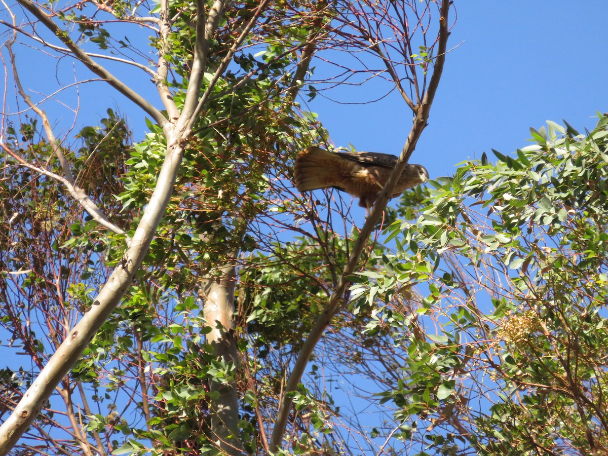 Скальный канюк - ML650309396