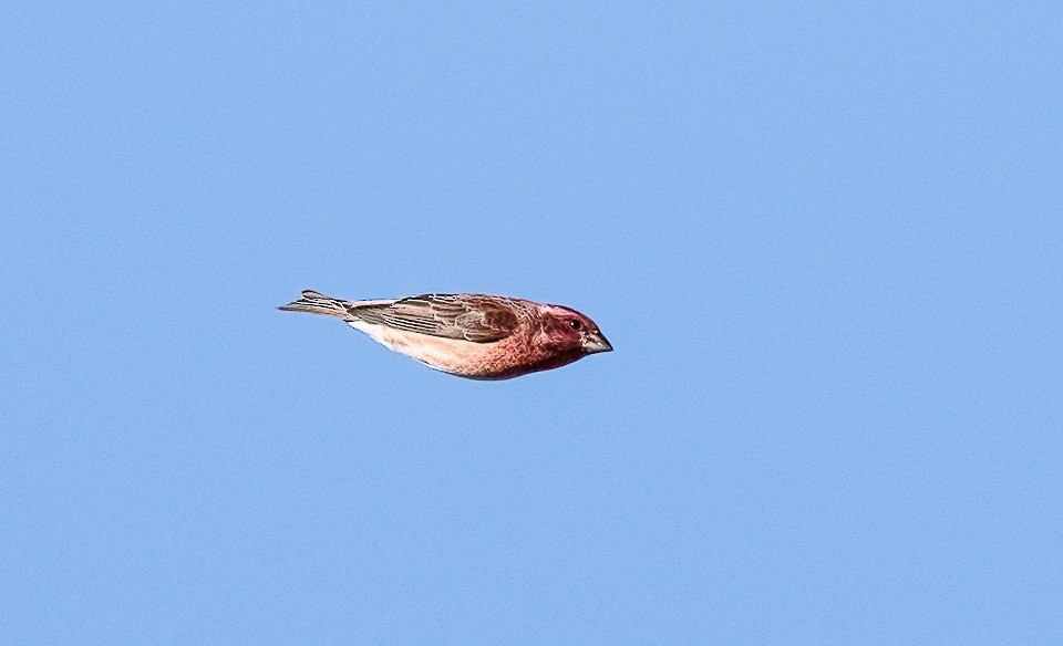 Purple Finch (Eastern) - ML650309812