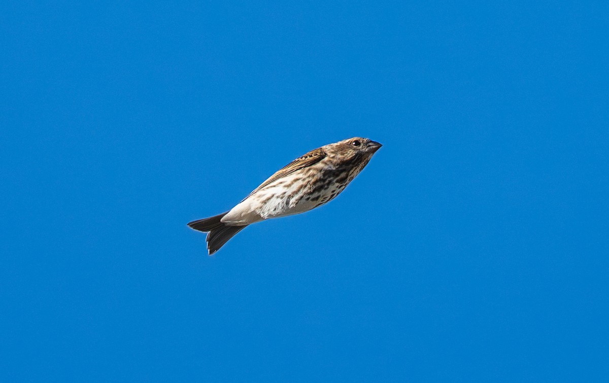 Purple Finch (Eastern) - ML650309813