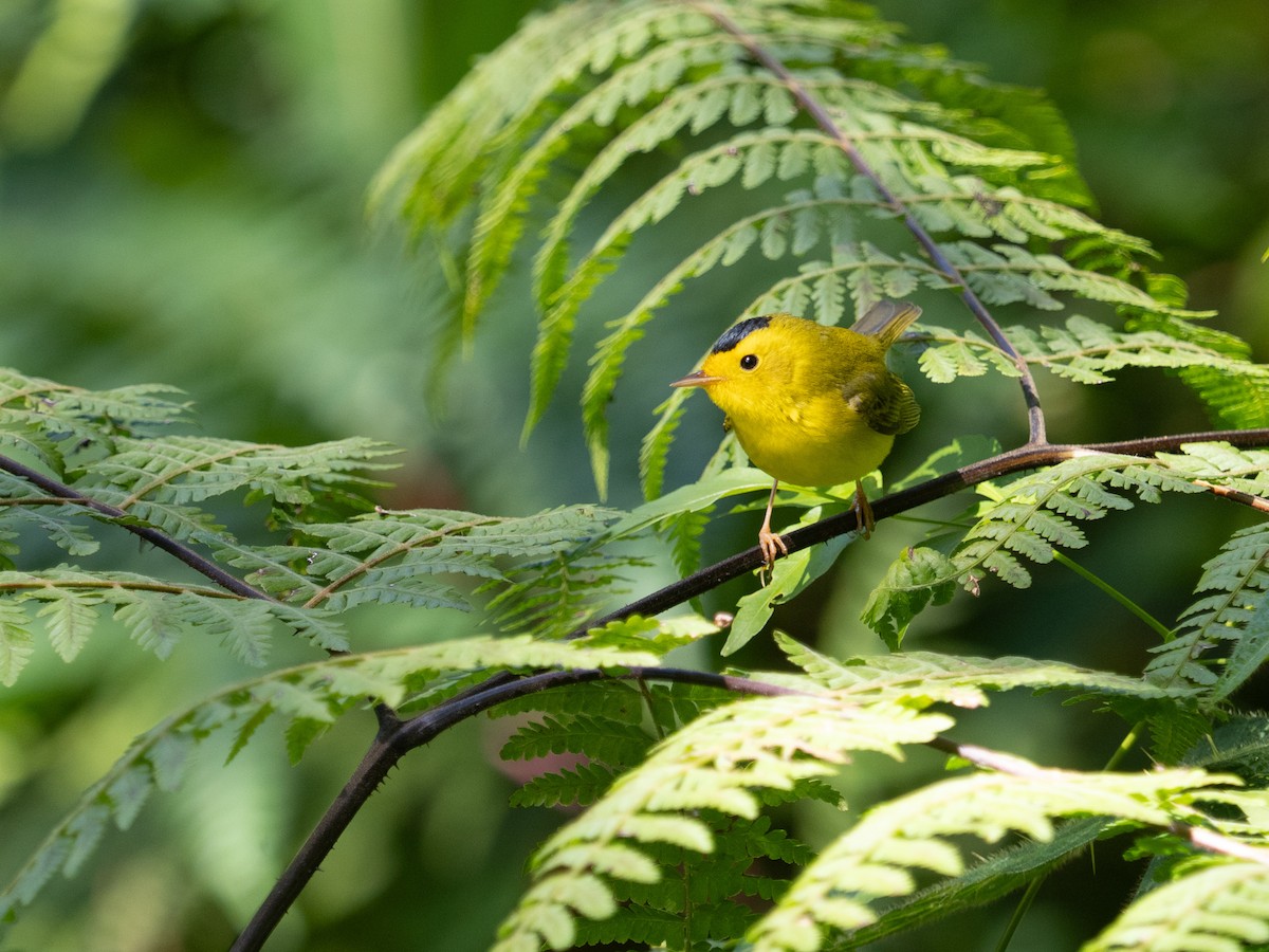 Wilson's Warbler - ML650309843