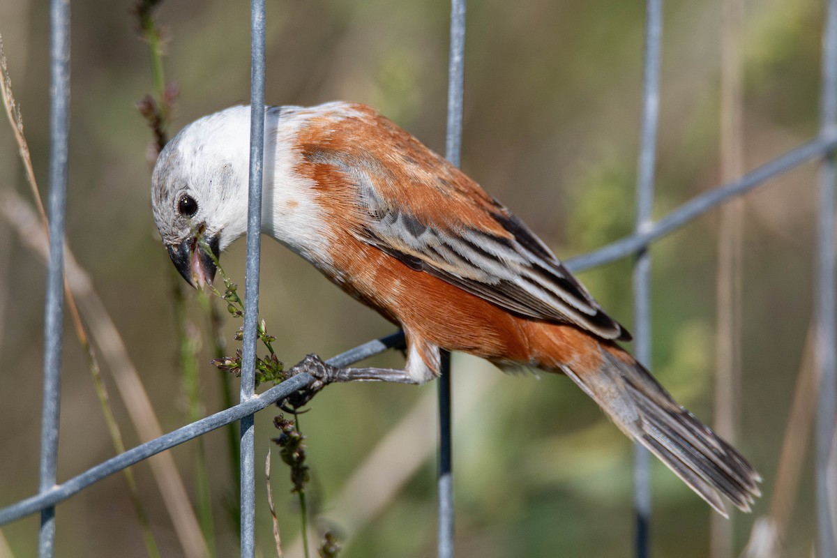Marsh Seedeater - ML650310070
