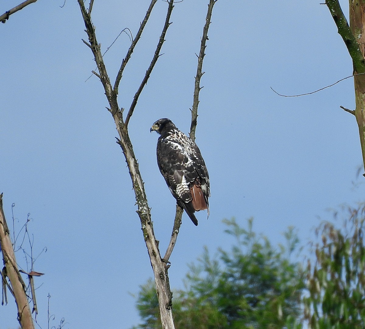Скальный канюк - ML650310213