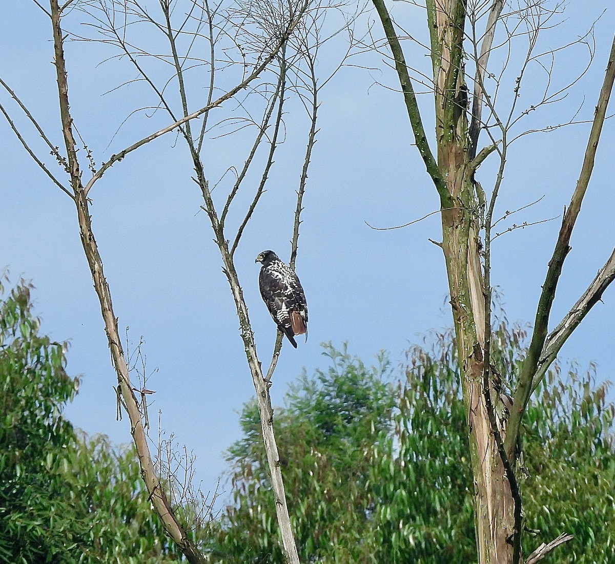 Скальный канюк - ML650310214