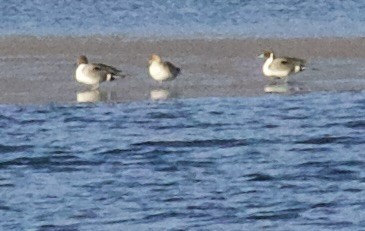 Шилохвость - ML650310271