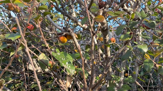 Китайская белоглазка - ML650310309