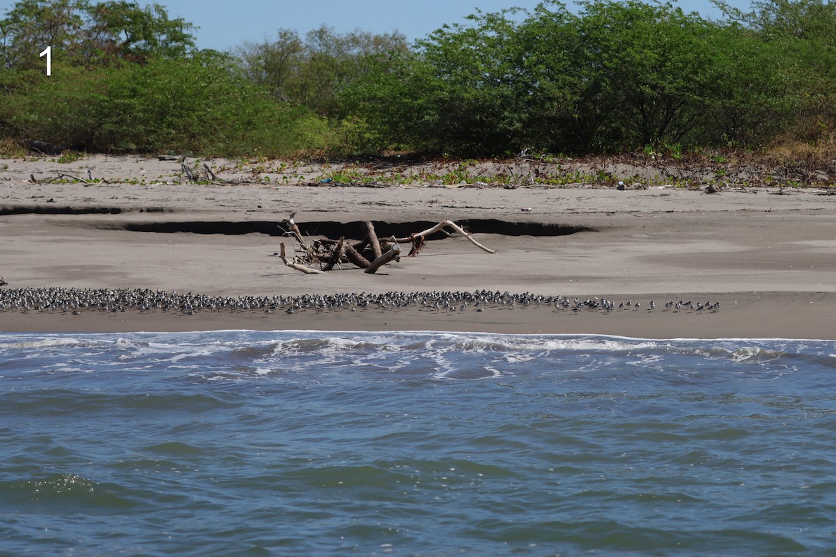 beringsnipe - ML650310414