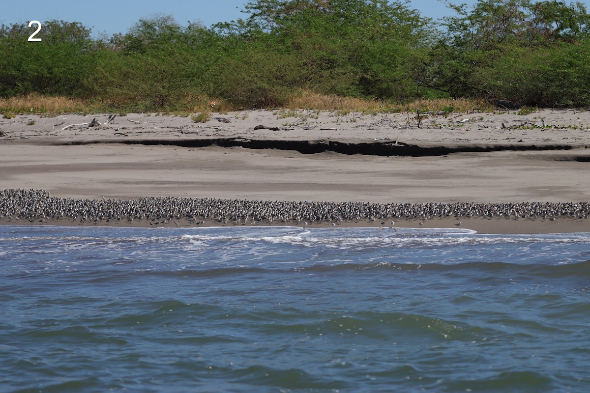 beringsnipe - ML650310500