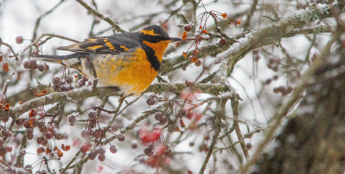 Квічаль рудобровий - ML650310609