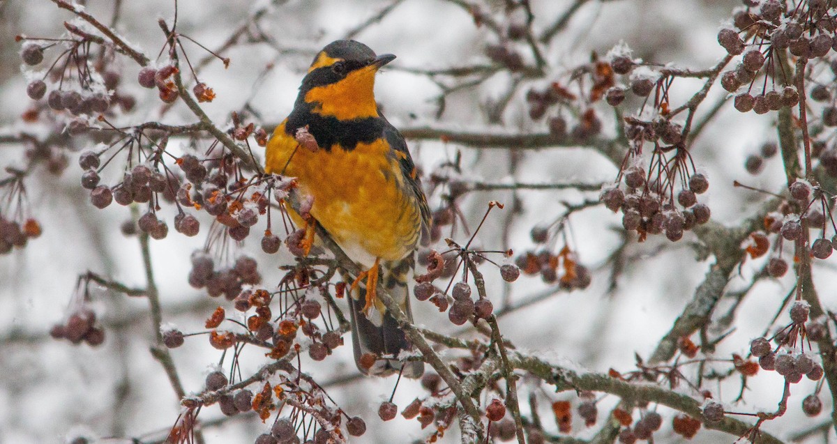 Квічаль рудобровий - ML650310611