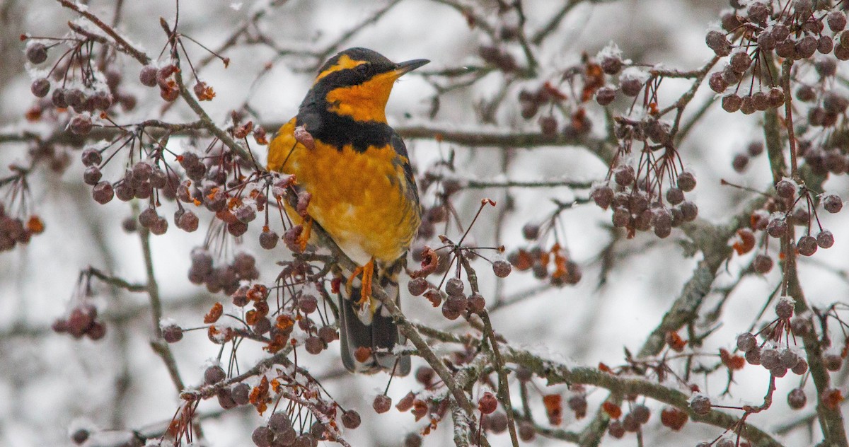 Квічаль рудобровий - ML650310612