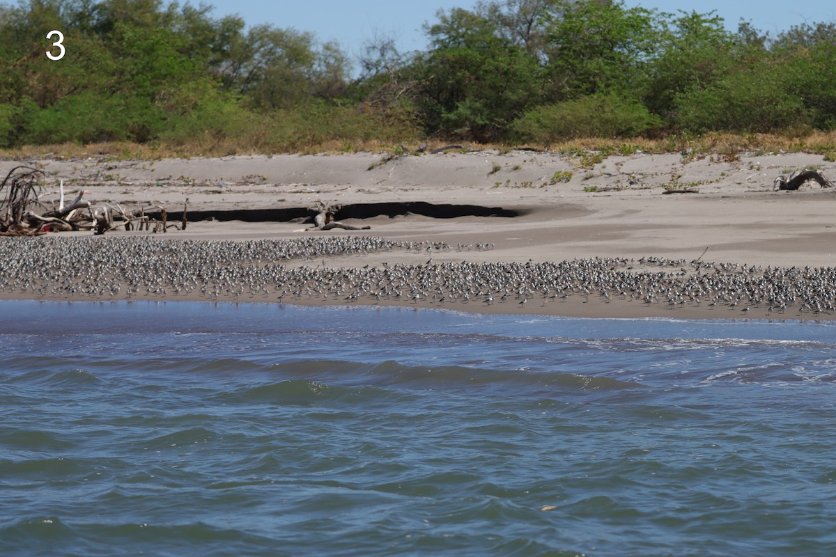 beringsnipe - ML650310667