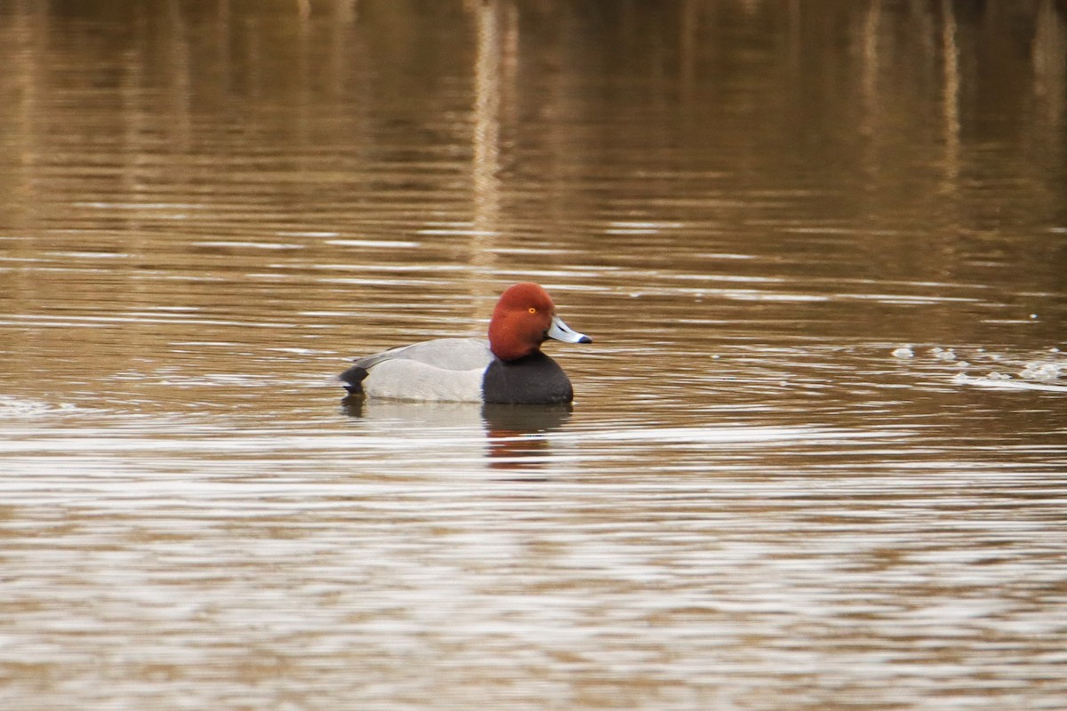Redhead - ML650310682