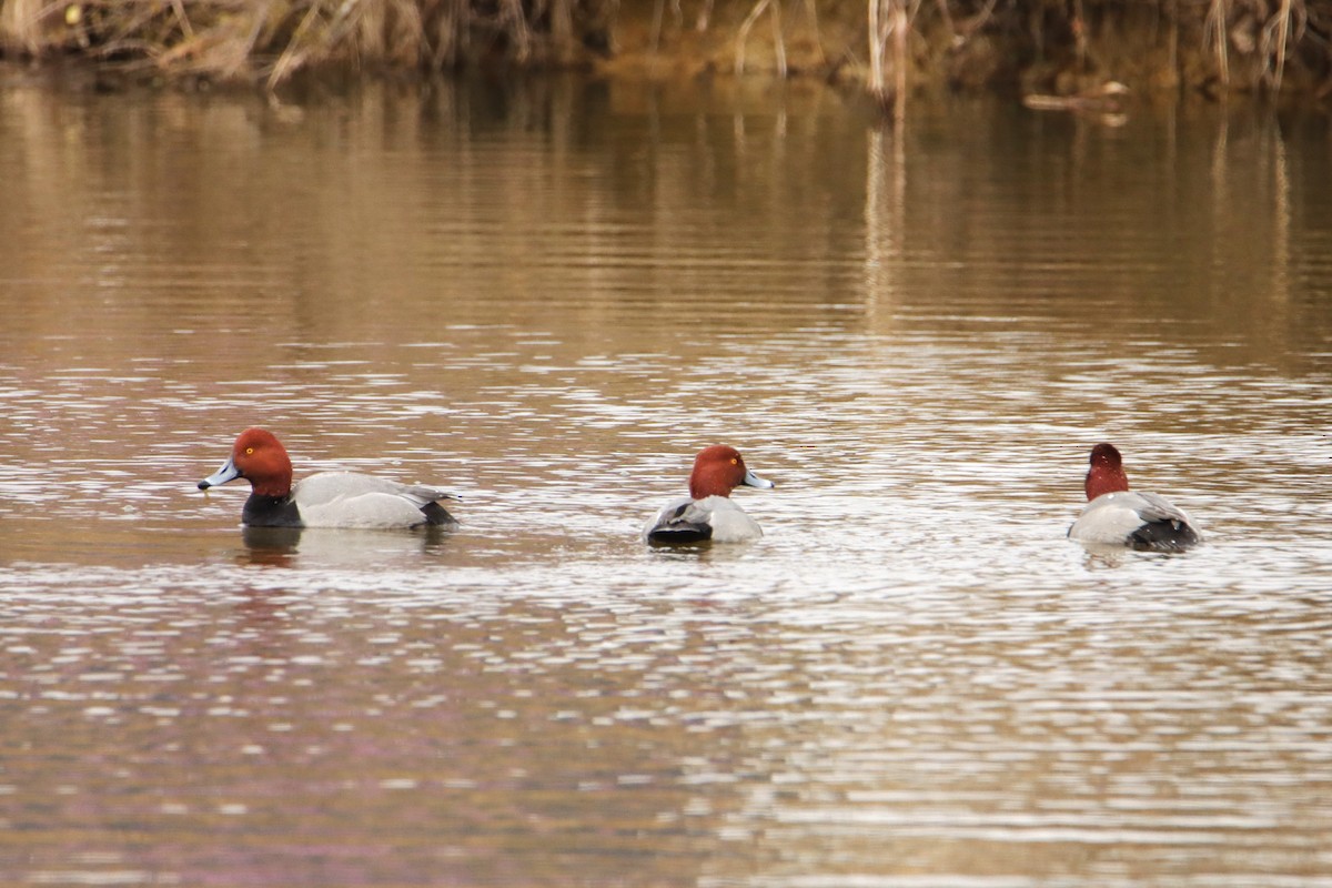 Redhead - ML650310683