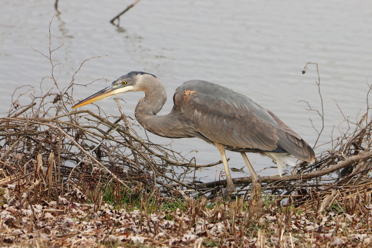 Great Blue Heron - ML650310691