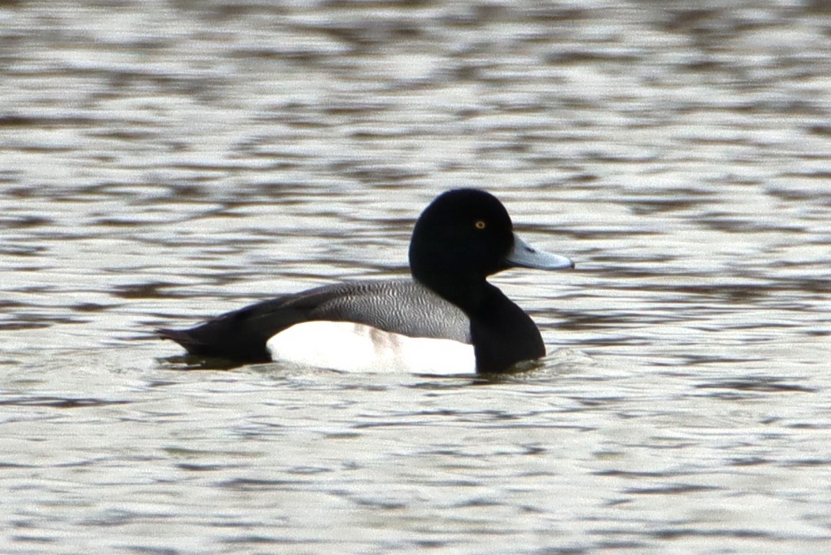 Greater Scaup - ML650310735