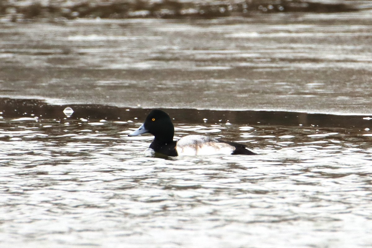 Greater Scaup - ML650310736