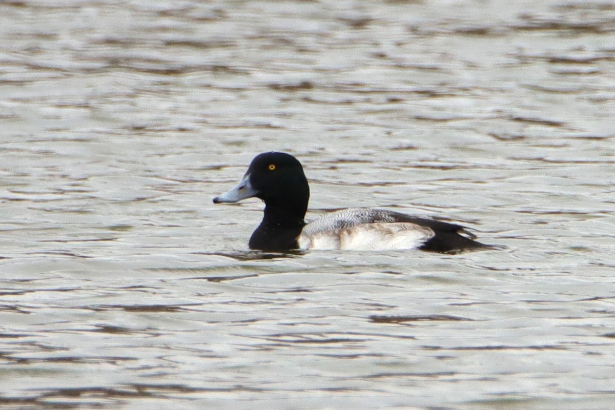 Greater Scaup - ML650310737