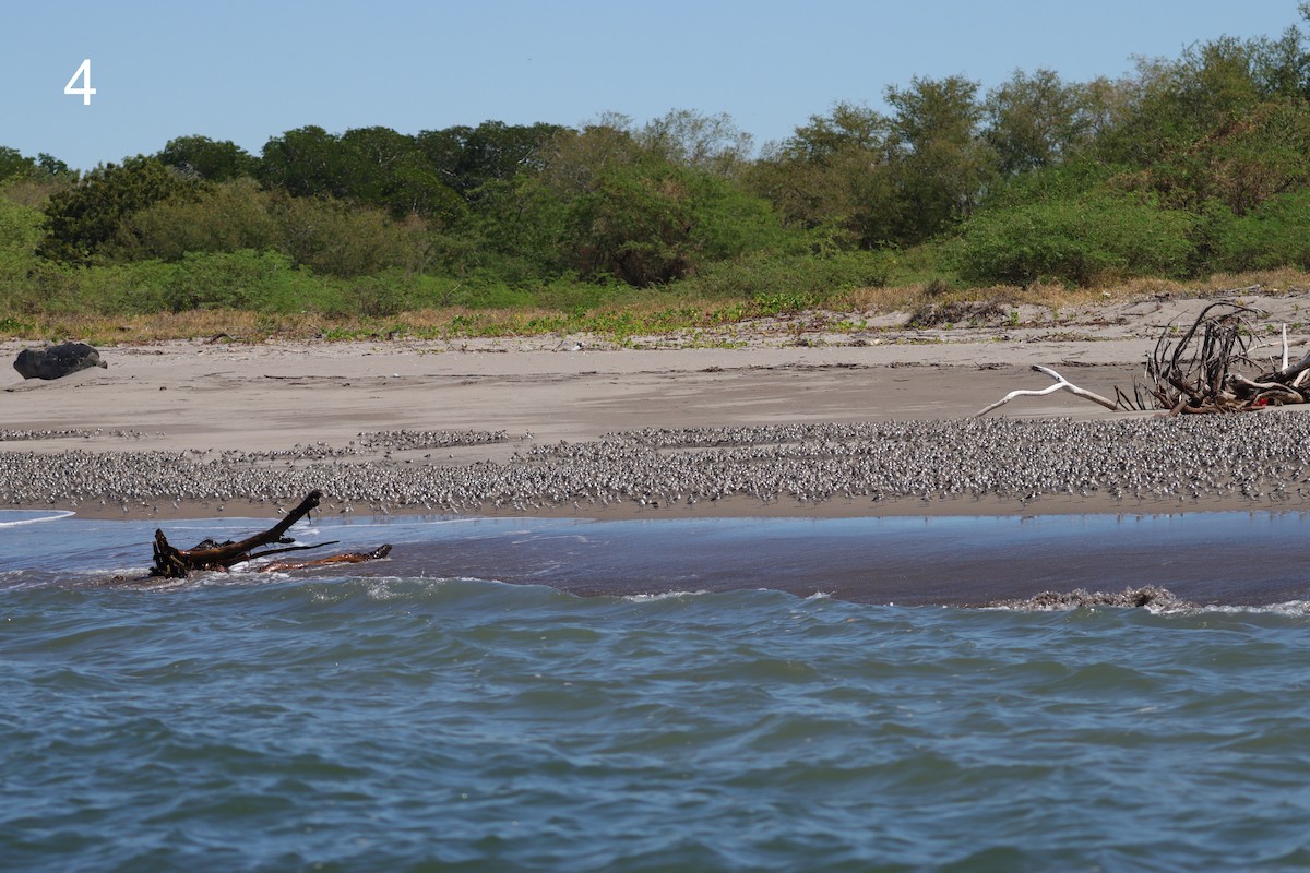 beringsnipe - ML650310781