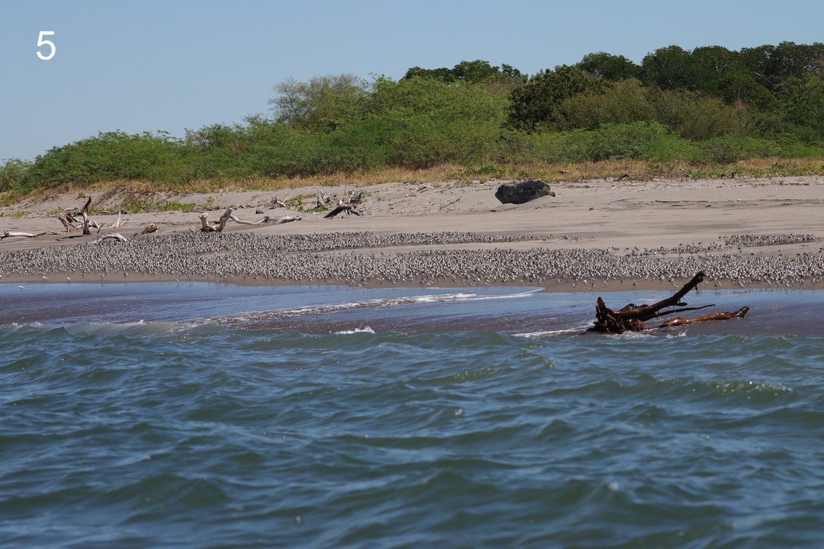 beringsnipe - ML650311110