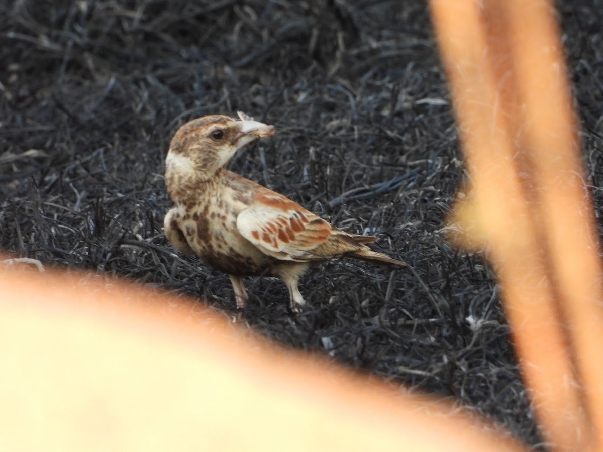Chestnut-backed Sparrow-Lark - ML650311126