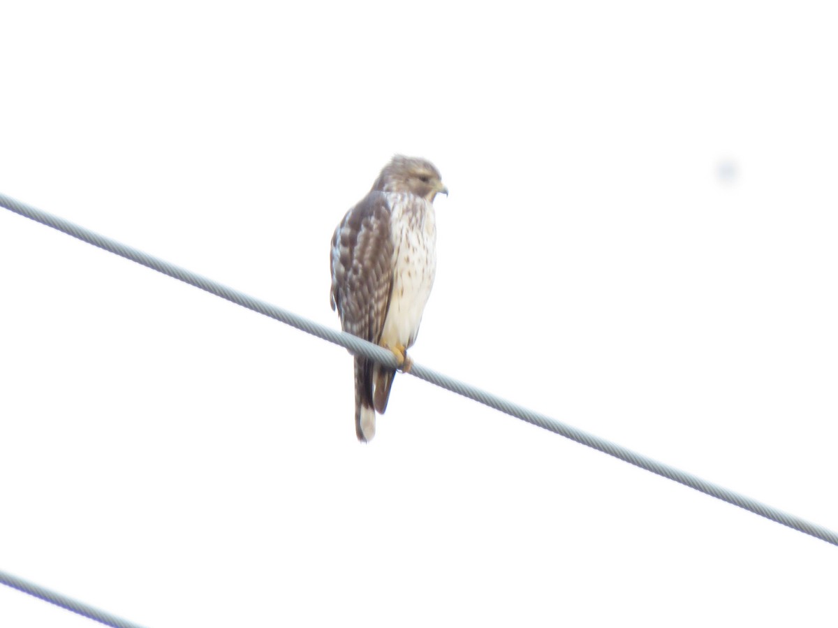 tanımsız Buteo sp. - ML650311237