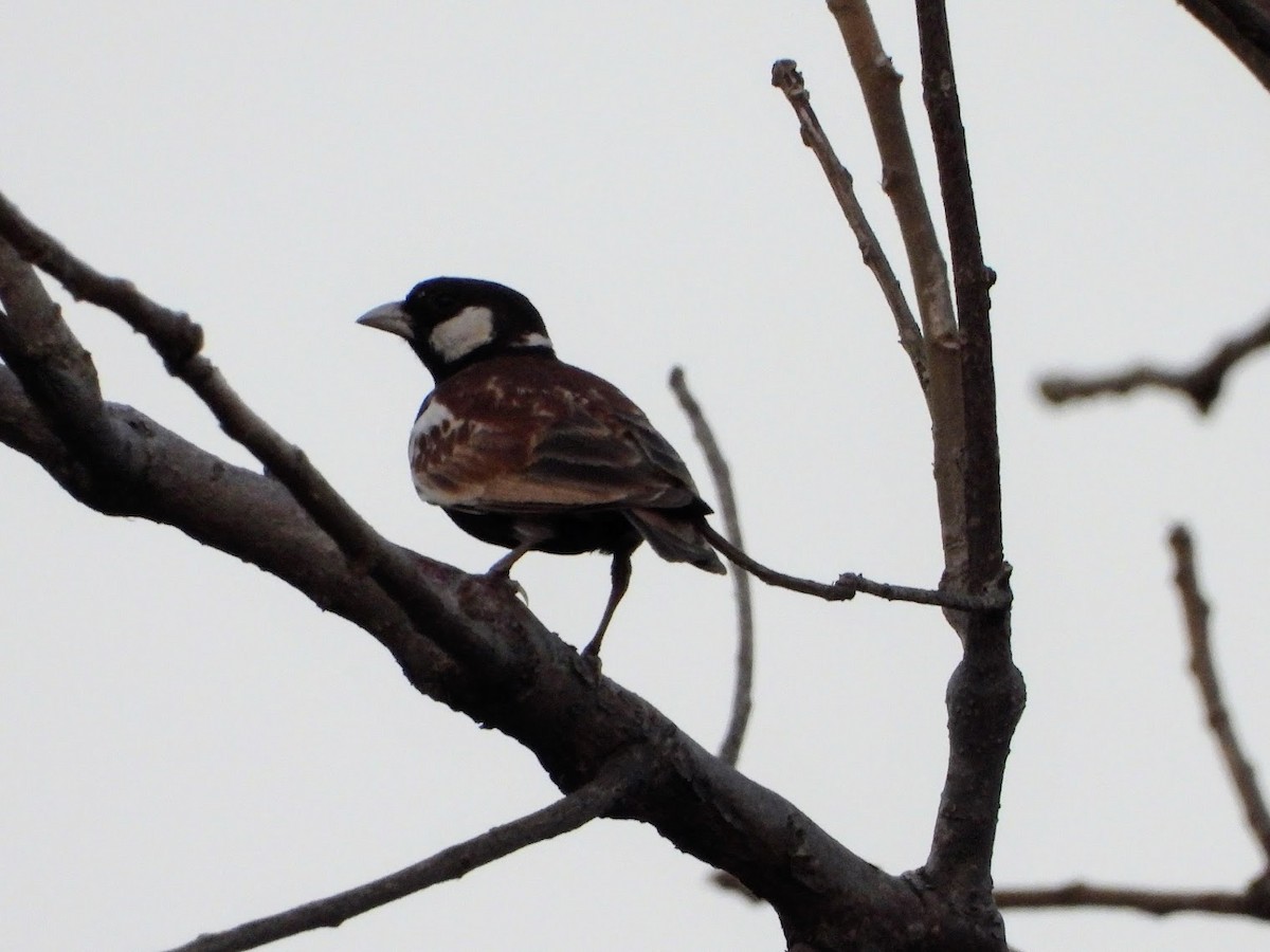 Chestnut-backed Sparrow-Lark - ML650311274
