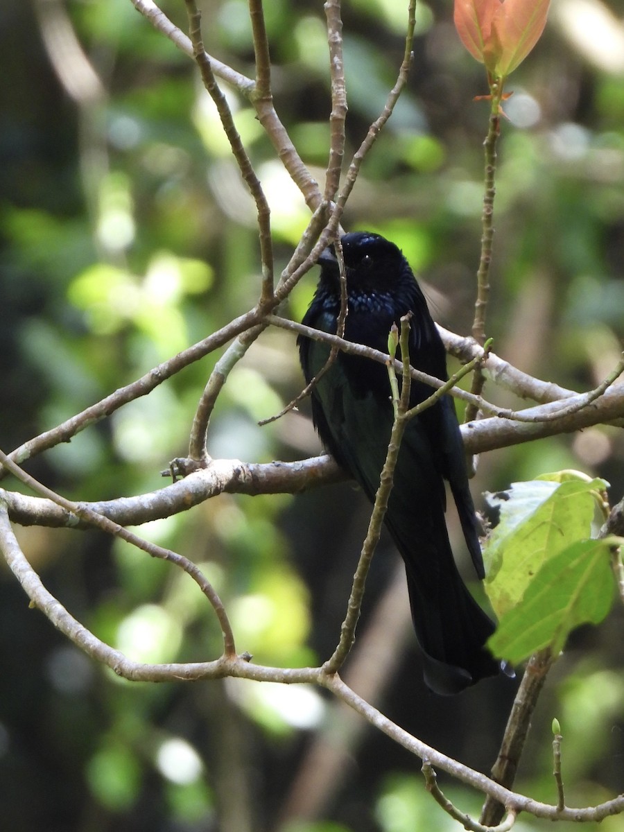 Hair-crested Drongo - ML650311290