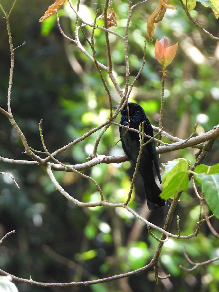 Hair-crested Drongo - ML650311293