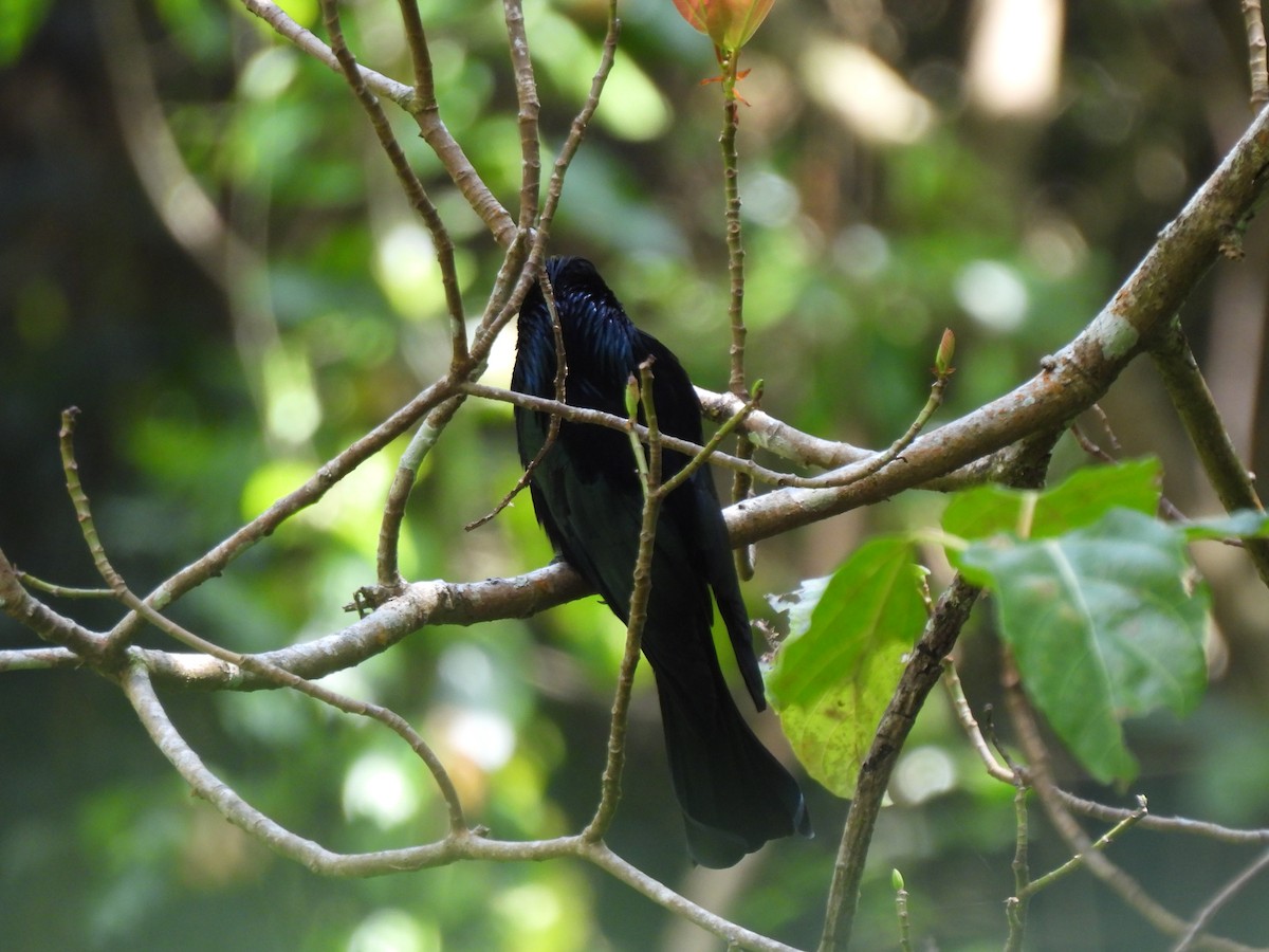 Hair-crested Drongo - ML650311294