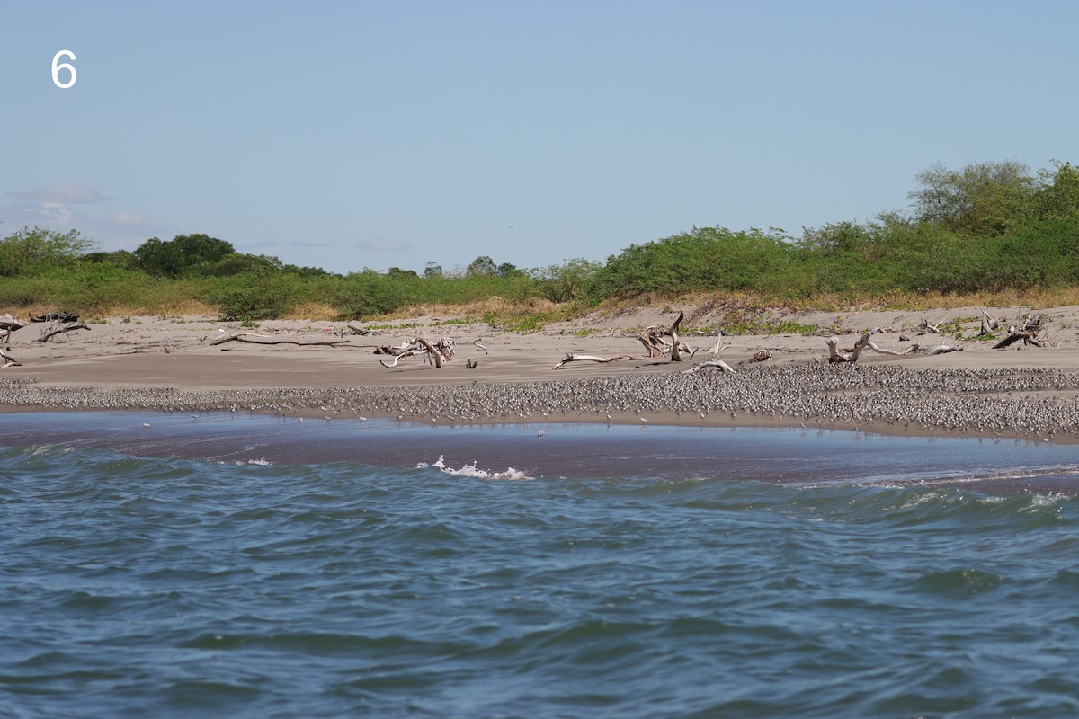 beringsnipe - ML650311345