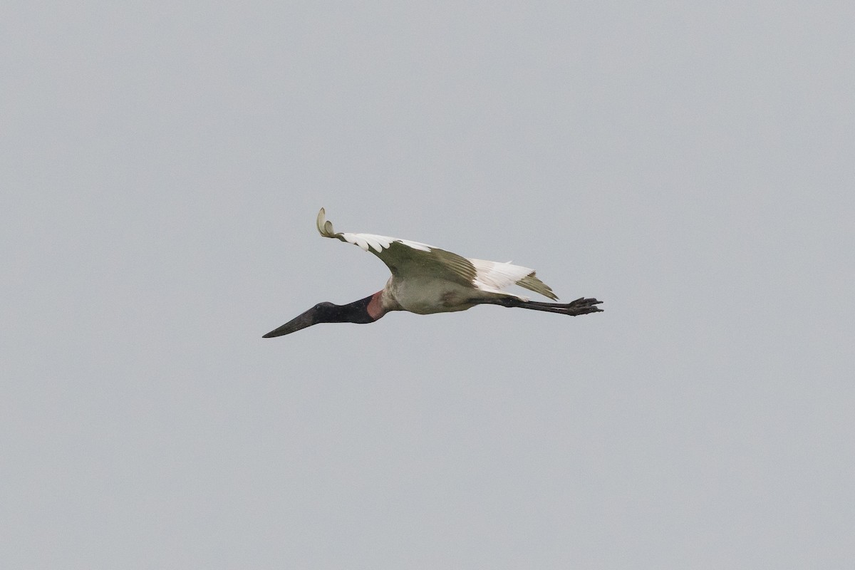 Jabiru - ML65031151