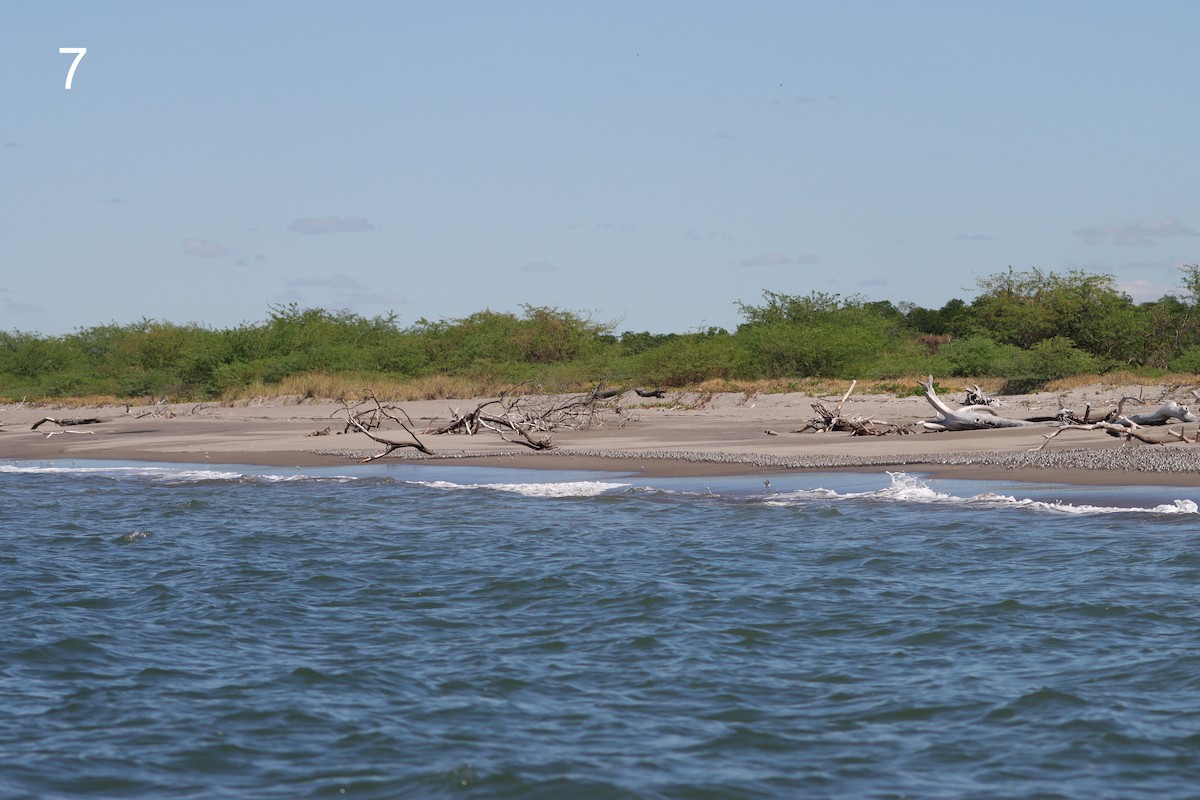 beringsnipe - ML650311555