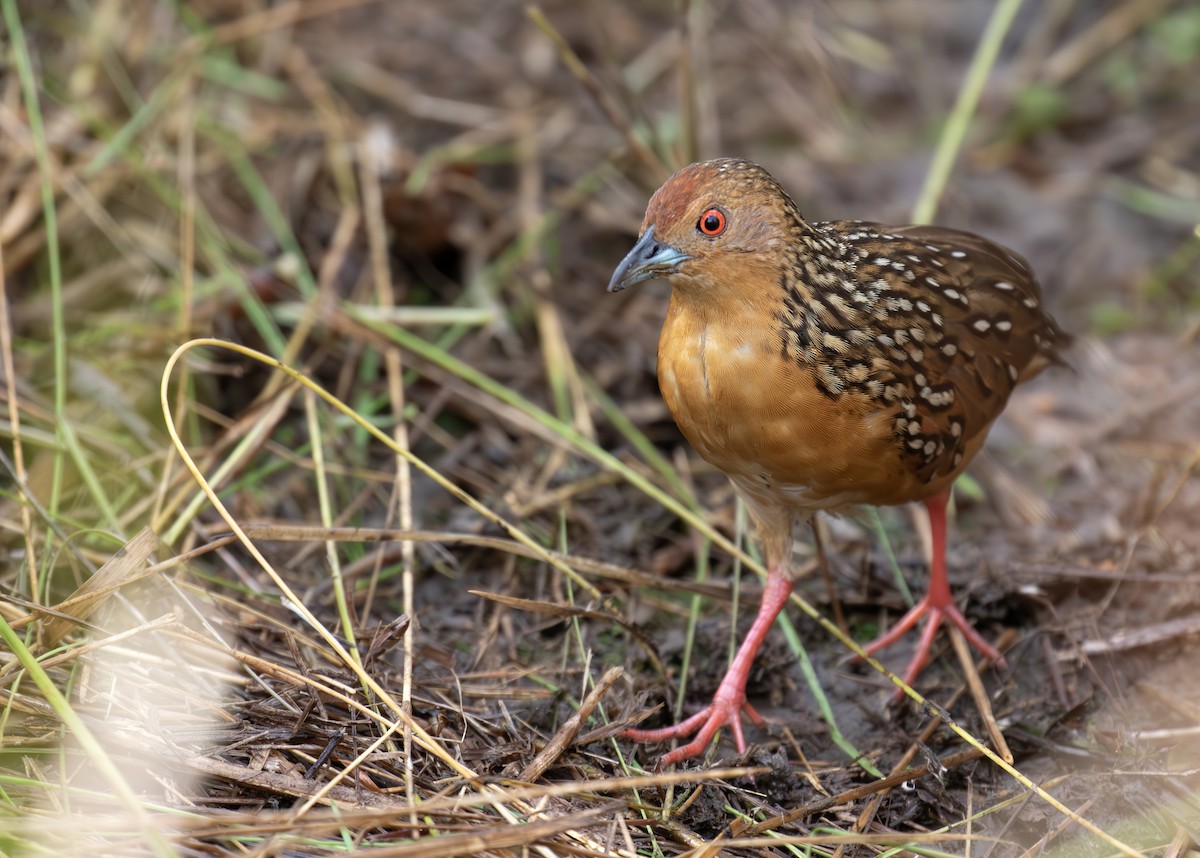 セボシクイナ - ML650312488