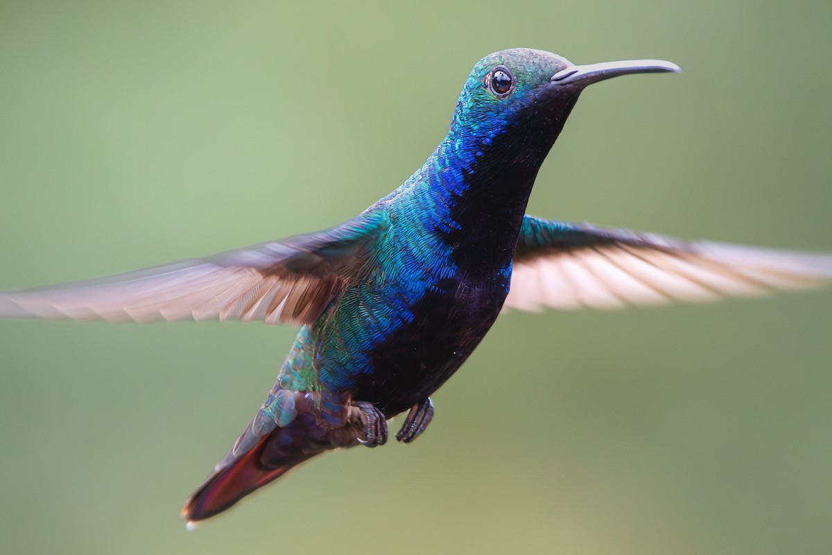 Black-throated Mango - ML650312599