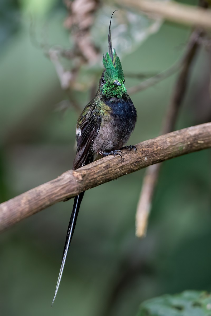 Wire-crested Thorntail - ML650312601