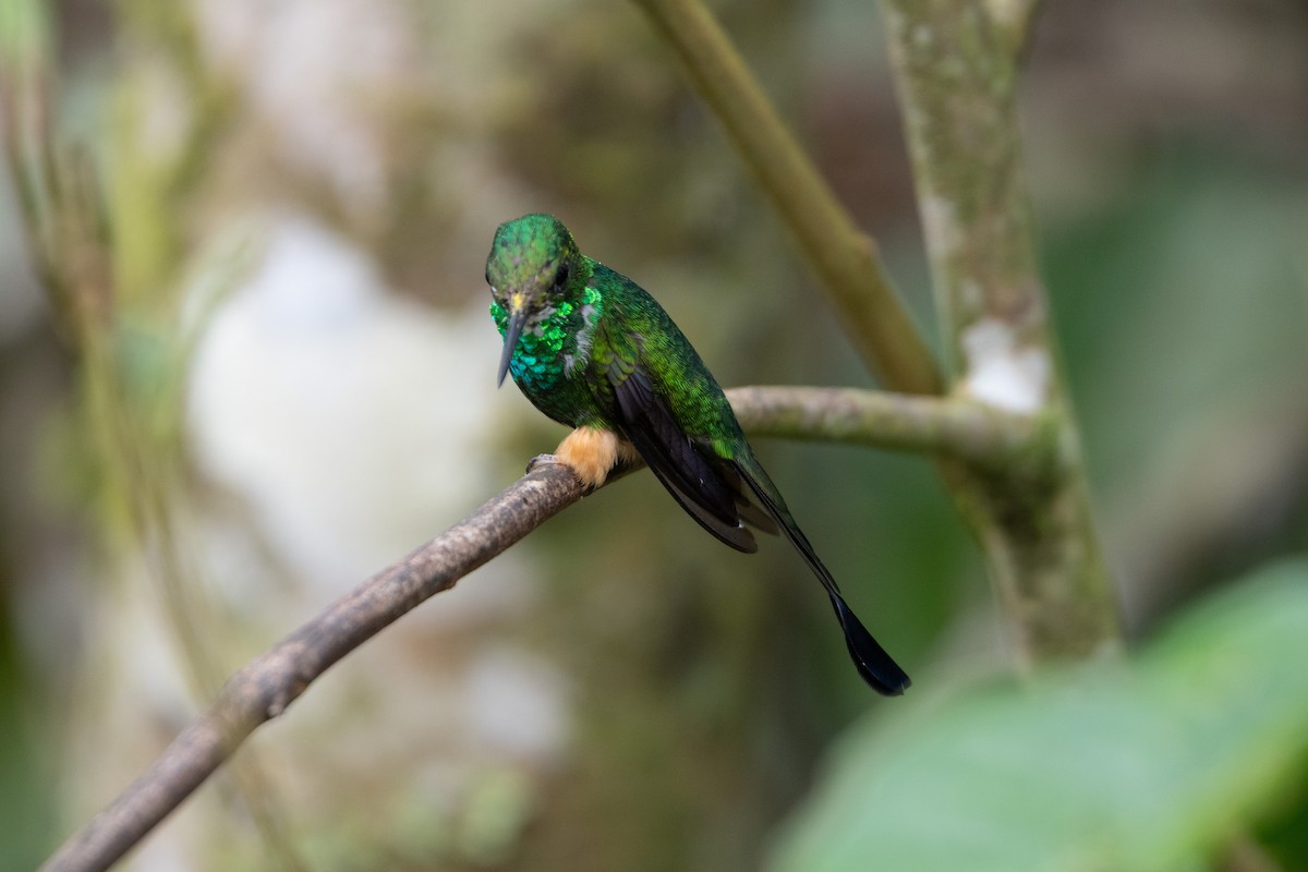 Peruvian Racket-tail - ML650312616