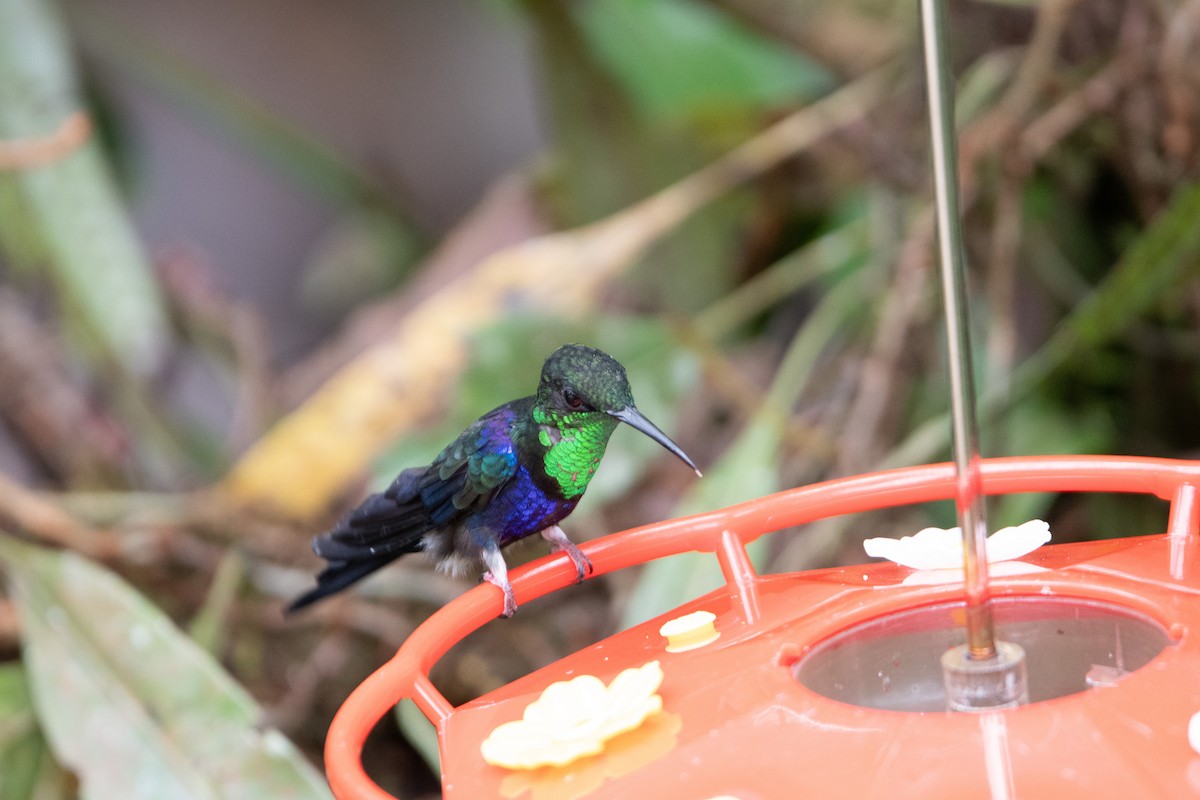 Fork-tailed Woodnymph - ML650312628