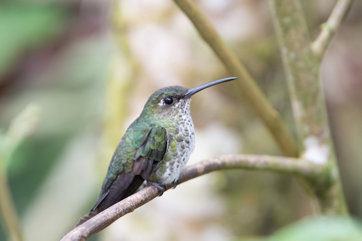 Many-spotted Hummingbird - ML650312638