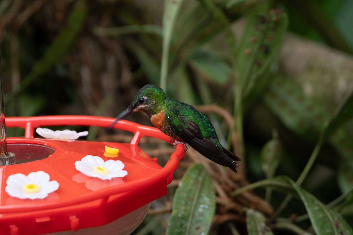 Gould's Jewelfront - ML650312642