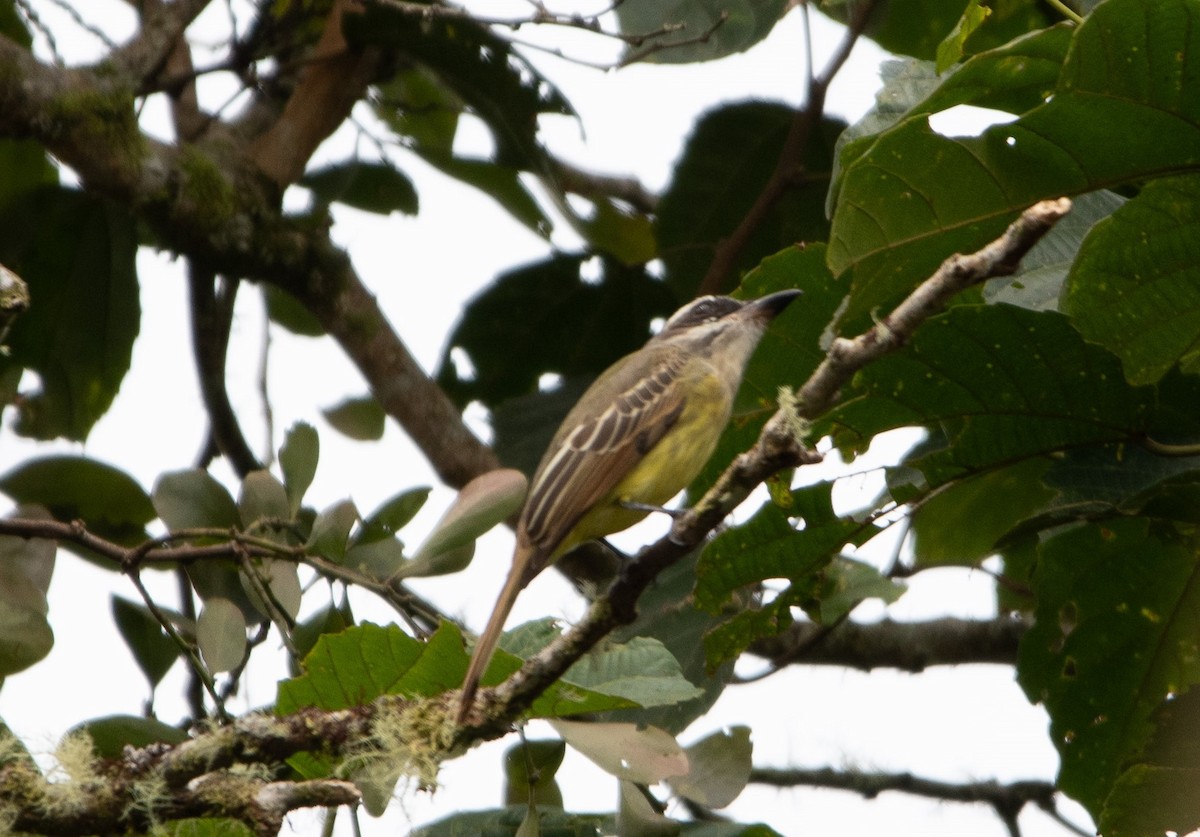Golden-bellied Flycatcher - ML650312649