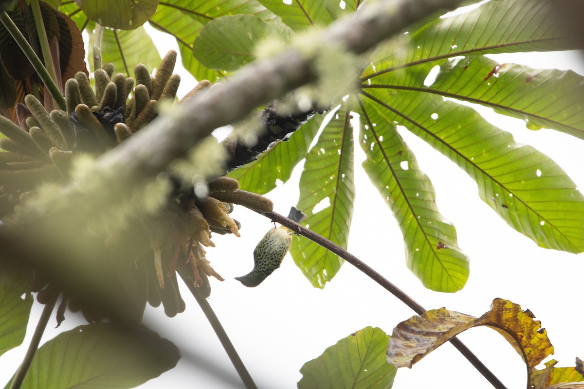 Spotted Tanager - ML650312716