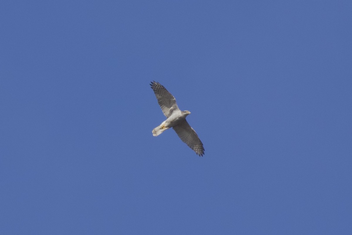 נץ גדול - ML650312759